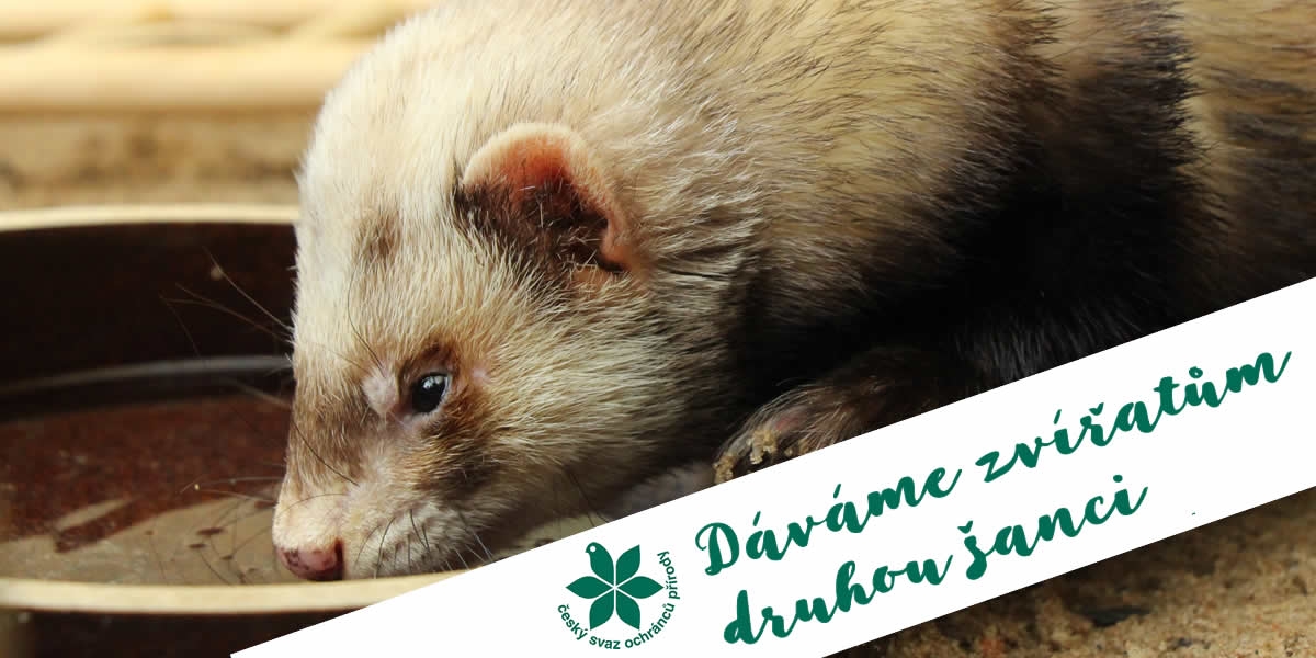 Dáváme zvířatům druhou šanci